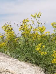 Image result for Ruta graveolens