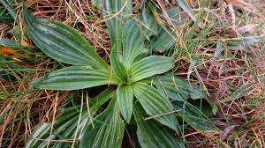 Attēlu rezultāti vaicājumam “Plantago lanceolata”