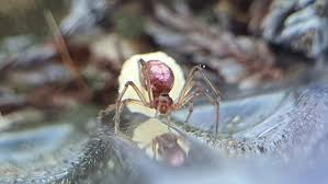 Attēlu rezultāti vaicājumam “Neottiura bimaculata”