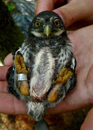 Attēlu rezultāti vaicājumam “Glaucidium passerinum”