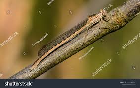 Attēlu rezultāti vaicājumam “Sympecma paedisca”