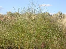 Attēlu rezultāti vaicājumam “Sisymbrium altissimum”