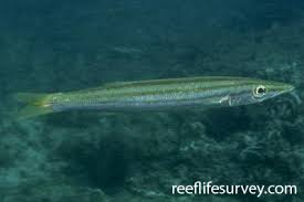 Image result for Sphyraena viridensis