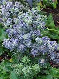 Attēlu rezultāti vaicājumam “Eryngium planum”