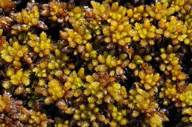 Attēlu rezultāti vaicājumam “Sphagnum compactum”