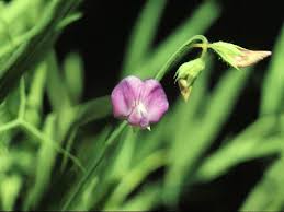 Attēlu rezultāti vaicājumam “Lathyrus palustris bud”
