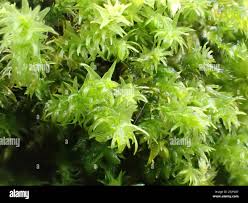 Attēlu rezultāti vaicājumam “Anomodon viticulosus”