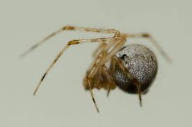 Attēlu rezultāti vaicājumam “Theridiidae”