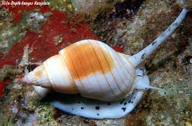 Image result for Cinctura hunteria