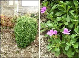 Attēlu rezultāti vaicājumam “Aubrieta deltoidea”