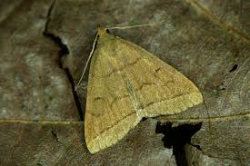 Attēlu rezultāti vaicājumam “Zanclognatha tarsipennalis”