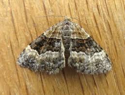 Attēlu rezultāti vaicājumam “Xanthorhoe biriviata”