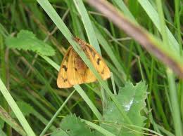 Attēlu rezultāti vaicājumam “Diacrisia sannio”