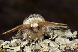 Attēlu rezultāti vaicājumam “Biston strataria”