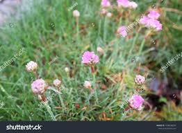 Attēlu rezultāti vaicājumam “Armeria vulgaris leaf”