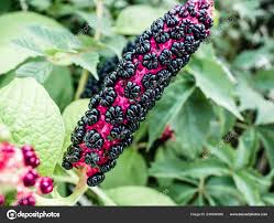 Attēlu rezultāti vaicājumam “Phytolaccaceae”