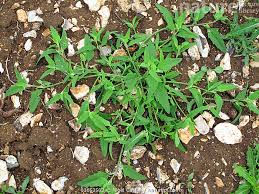 Attēlu rezultāti vaicājumam “Atriplex patula”