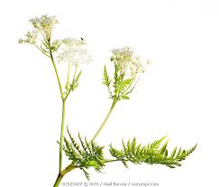 Image result for Myrrhis odorata