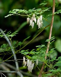 Image result for Adlumia fungosa