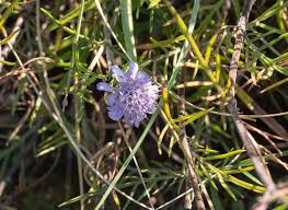 Image result for Scabiosa canescens
