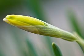 Attēlu rezultāti vaicājumam “Narcissus bud”