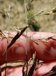 Attēlu rezultāti vaicājumam “Puccinellia distans”