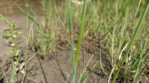Attēlu rezultāti vaicājumam “Glyceria fluitans leaf”
