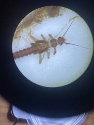 Attēlu rezultāti vaicājumam “Plecoptera”