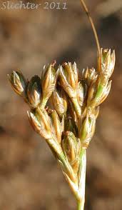 Attēlu rezultāti vaicājumam “Juncus inflexus bud”