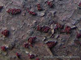 Attēlu rezultāti vaicājumam “Nectria sp., Neonectria sp.”