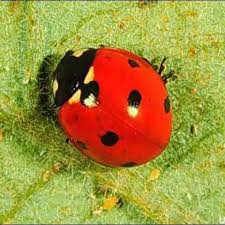 Attēlu rezultāti vaicājumam “Coccinellidae”