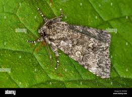 Attēlu rezultāti vaicājumam “Acronicta megacephala”