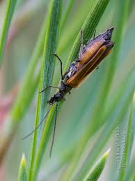 Attēlu rezultāti vaicājumam “Oedemera femorata”