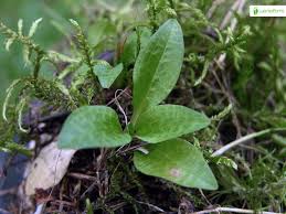 Attēlu rezultāti vaicājumam “Goodyera repens fruit”