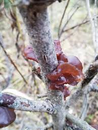 Attēlu rezultāti vaicājumam “Exidia recisa”