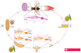 Attēlu rezultāti vaicājumam “Enteridium olivaceum macro”