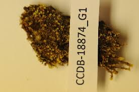 Attēlu rezultāti vaicājumam “Scapania apiculata”