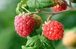 Cooking all Night: Ese pequeño fruto rojo