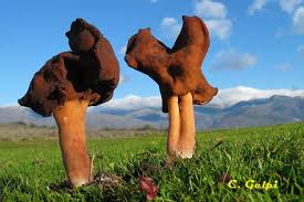 Attēlu rezultāti vaicājumam “Gyromitra infula”