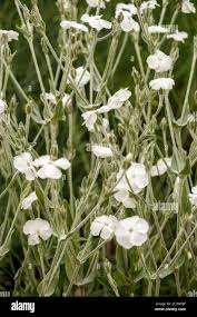 Image result for Lychnis coronaria alba