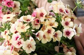 Image result for Phlox drummondii