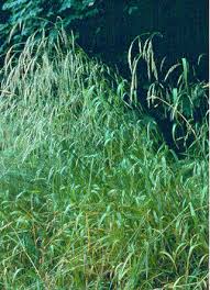 Attēlu rezultāti vaicājumam “Festuca gigantea”