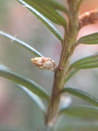 Attēlu rezultāti vaicājumam “Taxus baccata bud”