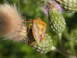 Attēlu rezultāti vaicājumam “Carpocoris purpureipennis”