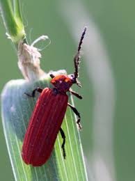 Attēlu rezultāti vaicājumam “Lopheros rubens”