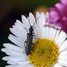 Attēlu rezultāti vaicājumam “Oedemera sp.”