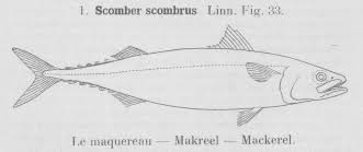 Image result for Scomber scombrus