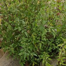 Attēlu rezultāti vaicājumam “Bidens frondosa”