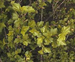 Attēlu rezultāti vaicājumam “Ribes alpinum”