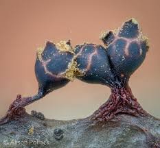 Attēlu rezultāti vaicājumam “Trichia botrytis var. cerifera spores”